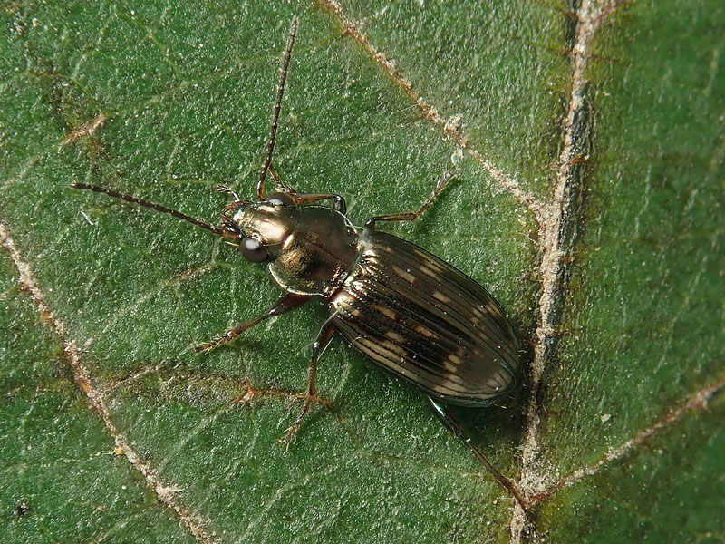 Carabidae: Bembidion varium ?  S !